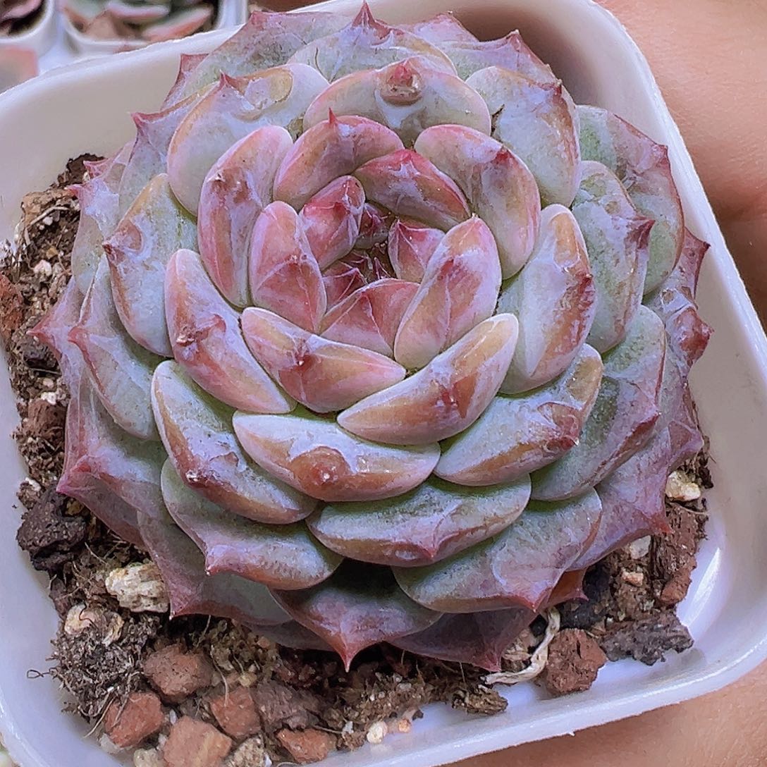 云塔19包邮多肉植物