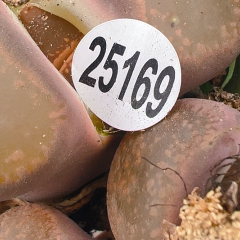 木*25169团团圆圆呀