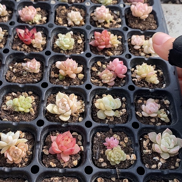 21 多肉植物盆栽花卉