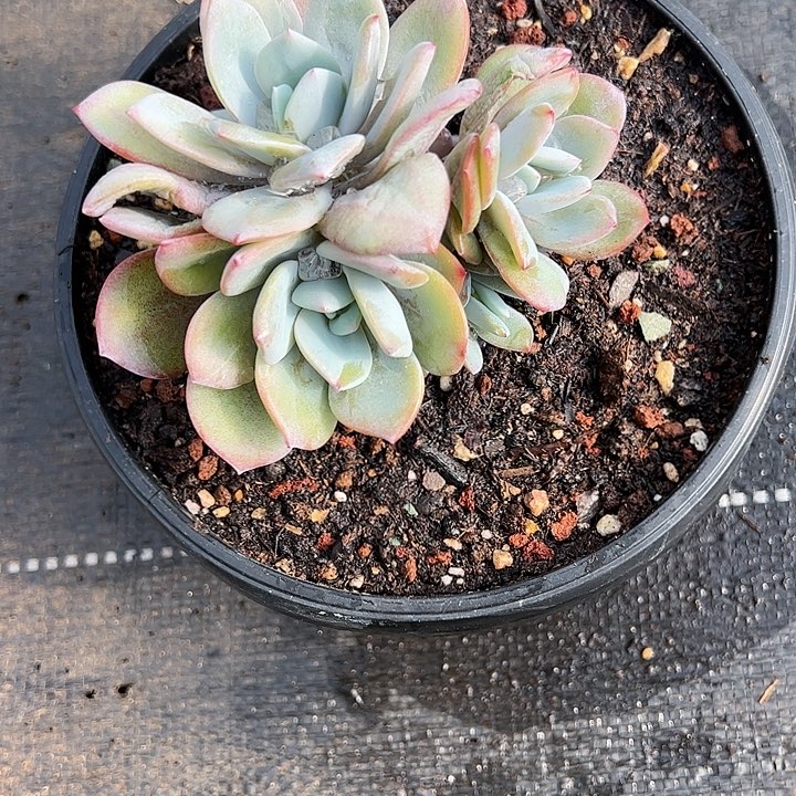 【闪购商品】10头白茶无砍自然多肉植物