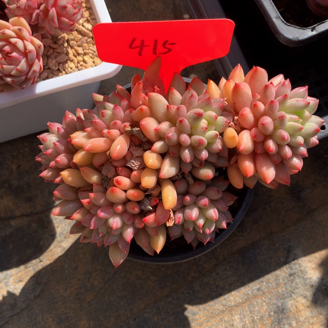 岩字裙7272727272727