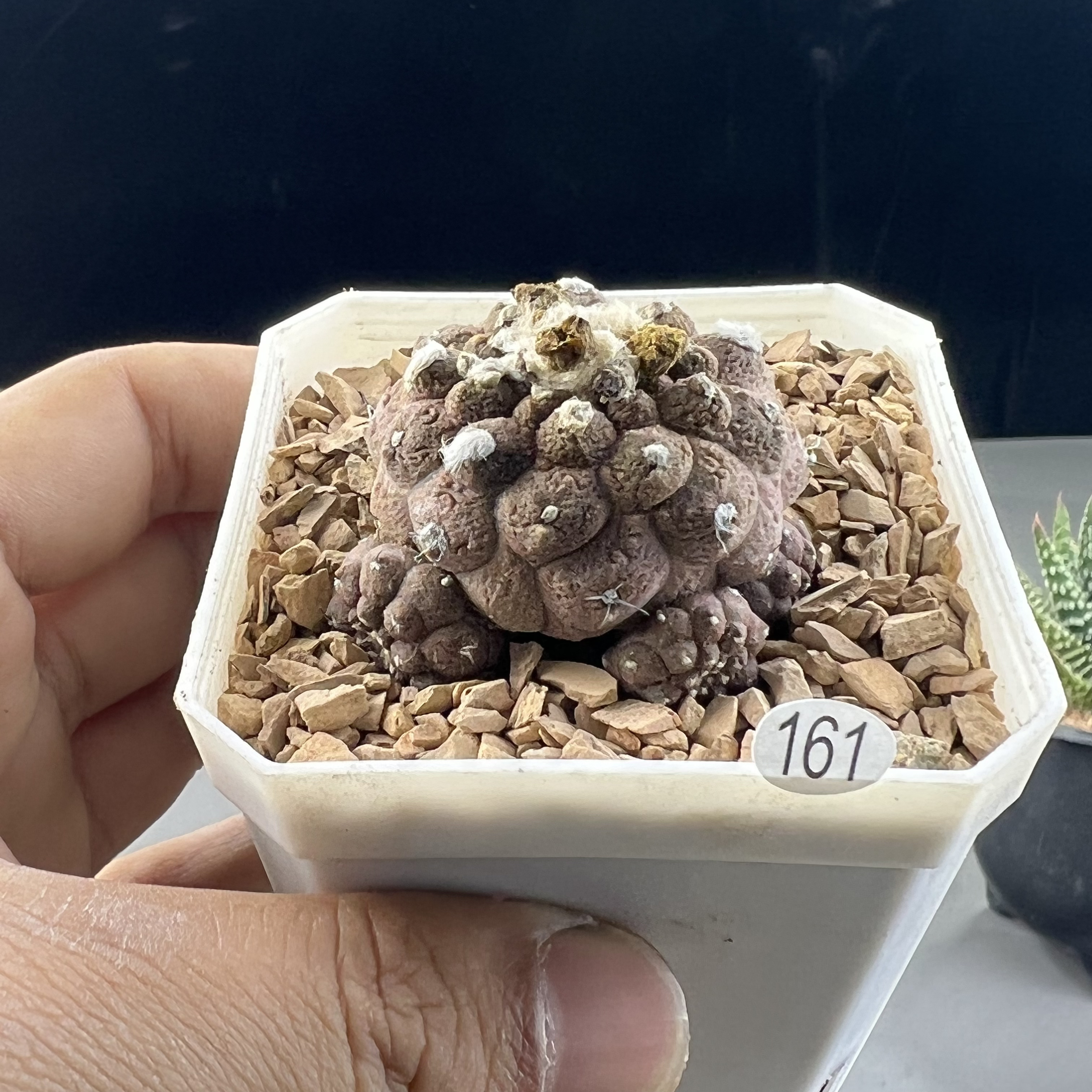 蜥蜴皮龙爪属仙人球一物一拍