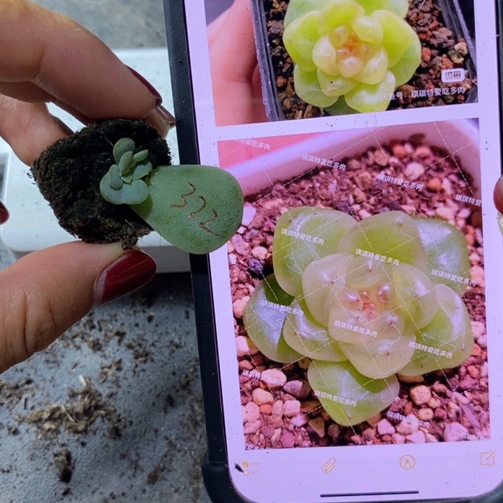 甜心322芽苗一个多肉