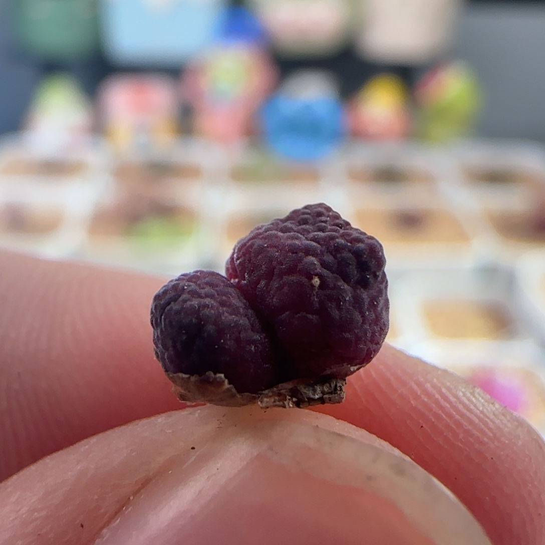 狐***恼0788/草莓斑马/尺寸小/