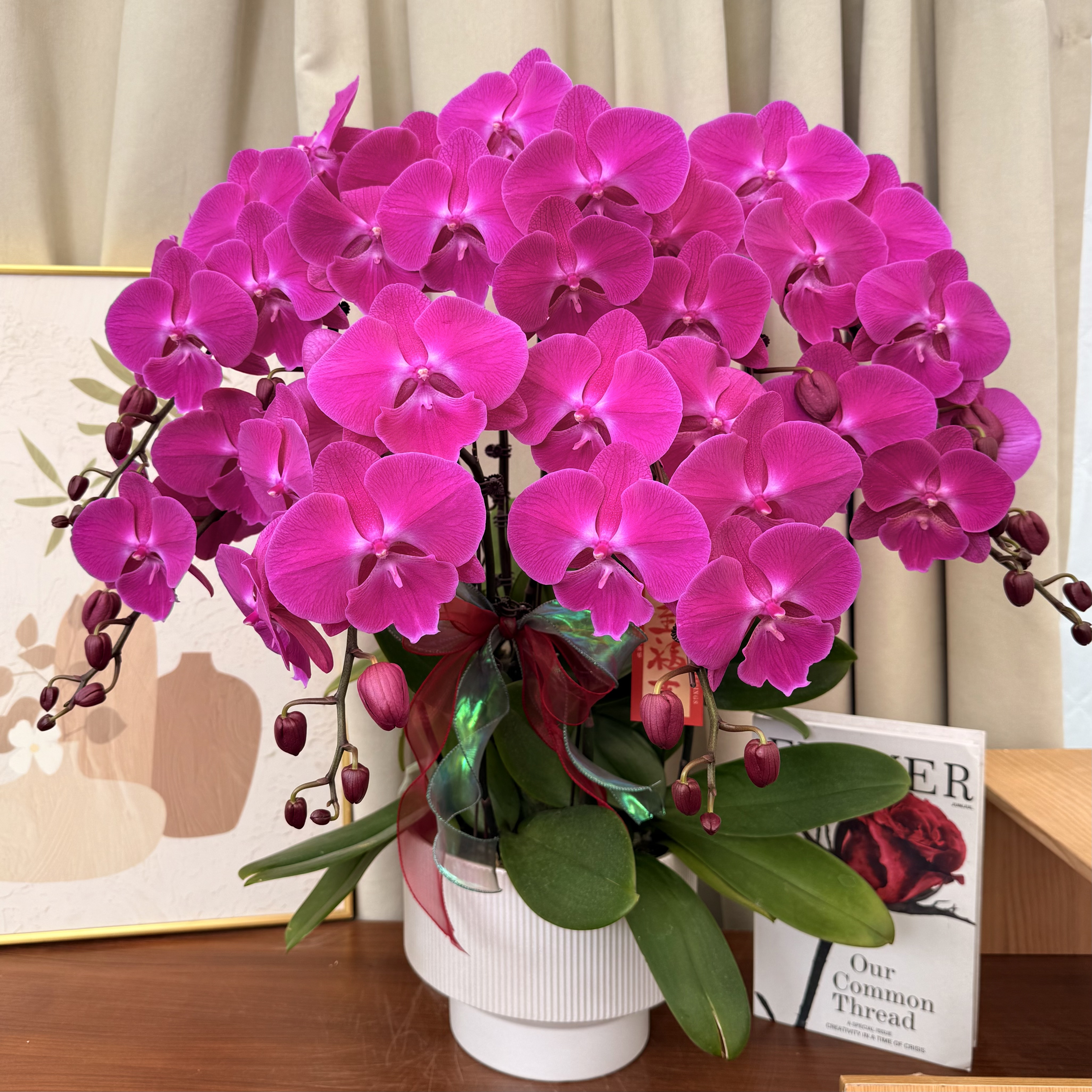 兰花坞蝴蝶蘭《喜上喜》大舌头花型 长腿美女 基地直发 好养耐开