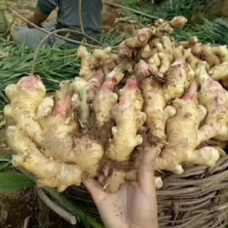 大姜新鲜现挖自家种植可腌制炒菜煲汤香味浓郁大胖姜红芽姜大黄姜