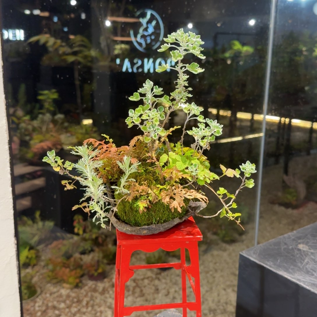 无花朵山野草日本鞍马石