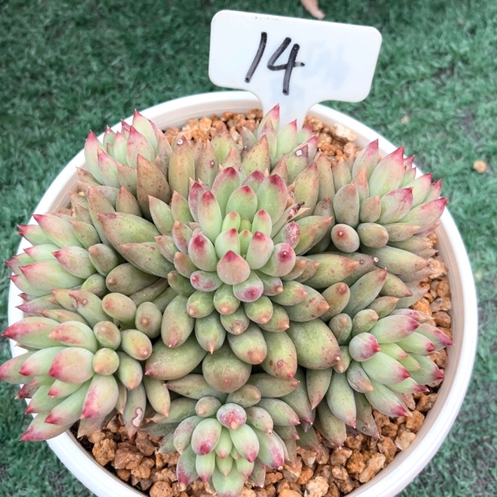 二代虞美人14号码牌子的