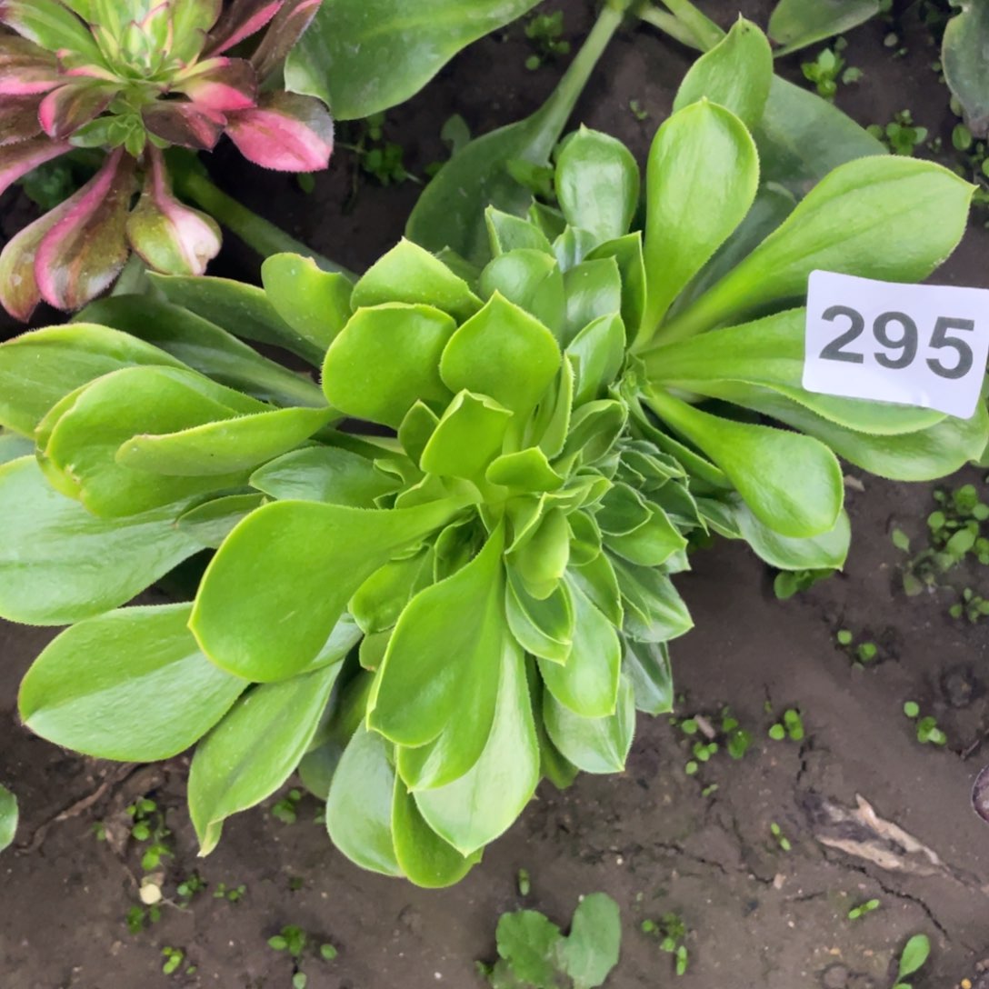 295号大叶绿玫瑰缀化