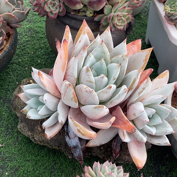 138 多肉不带盆土满20包邮发货