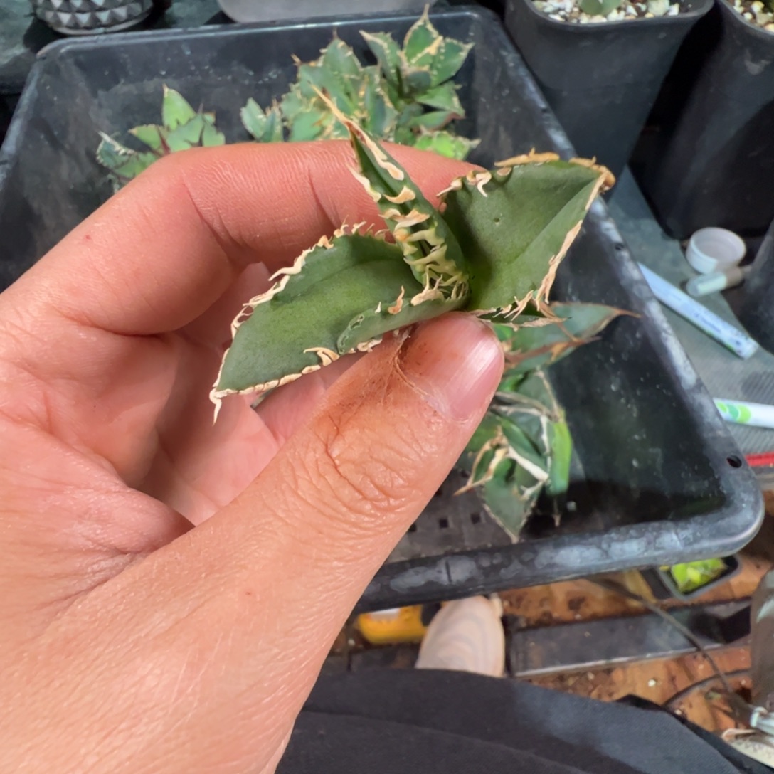 白豪刺大大大大大大芽子