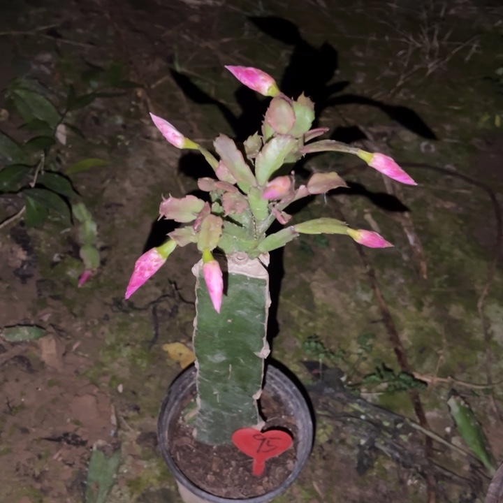 缈***淼当前无花栽培后可以开花裙子95