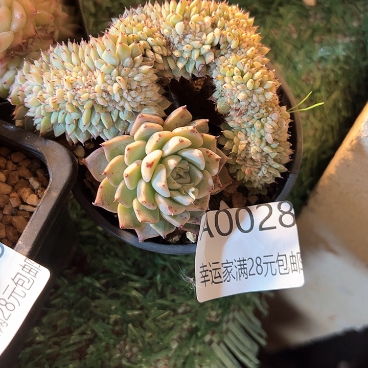 幸运的是我的朋友