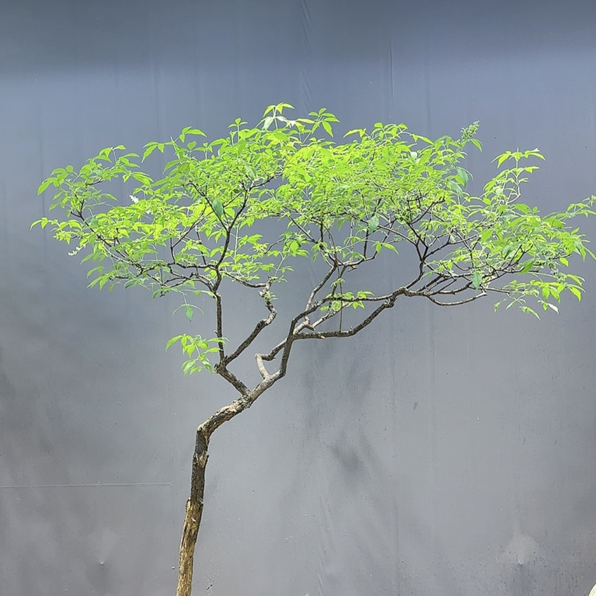室内盆景海岛黄荆造型盆景带盆适合茶室庭院摆放禅意十足