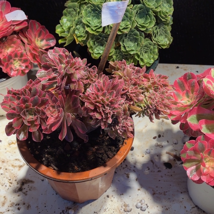 云南粉女郎法师多肉3号