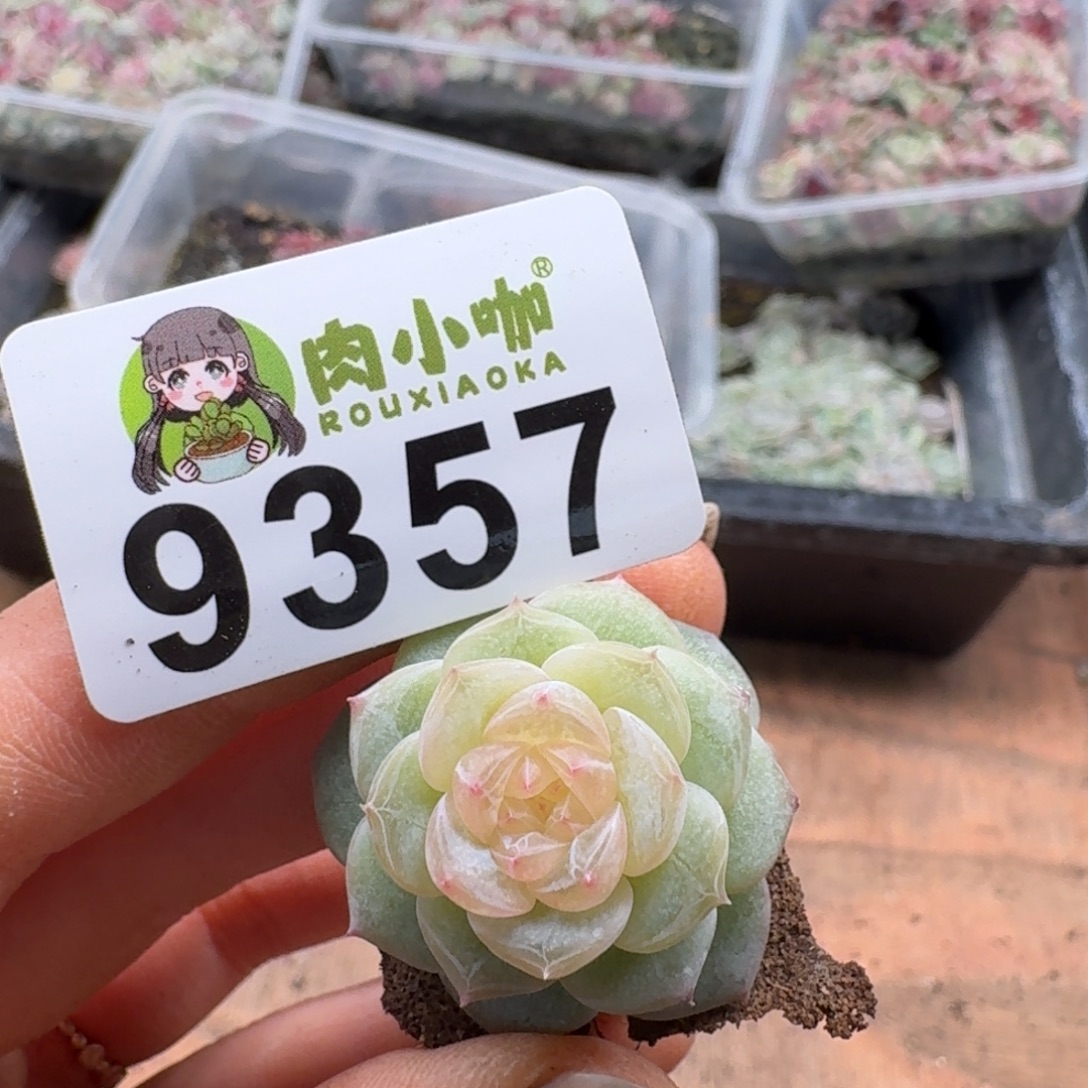 妮***@多肉植物多肉植物