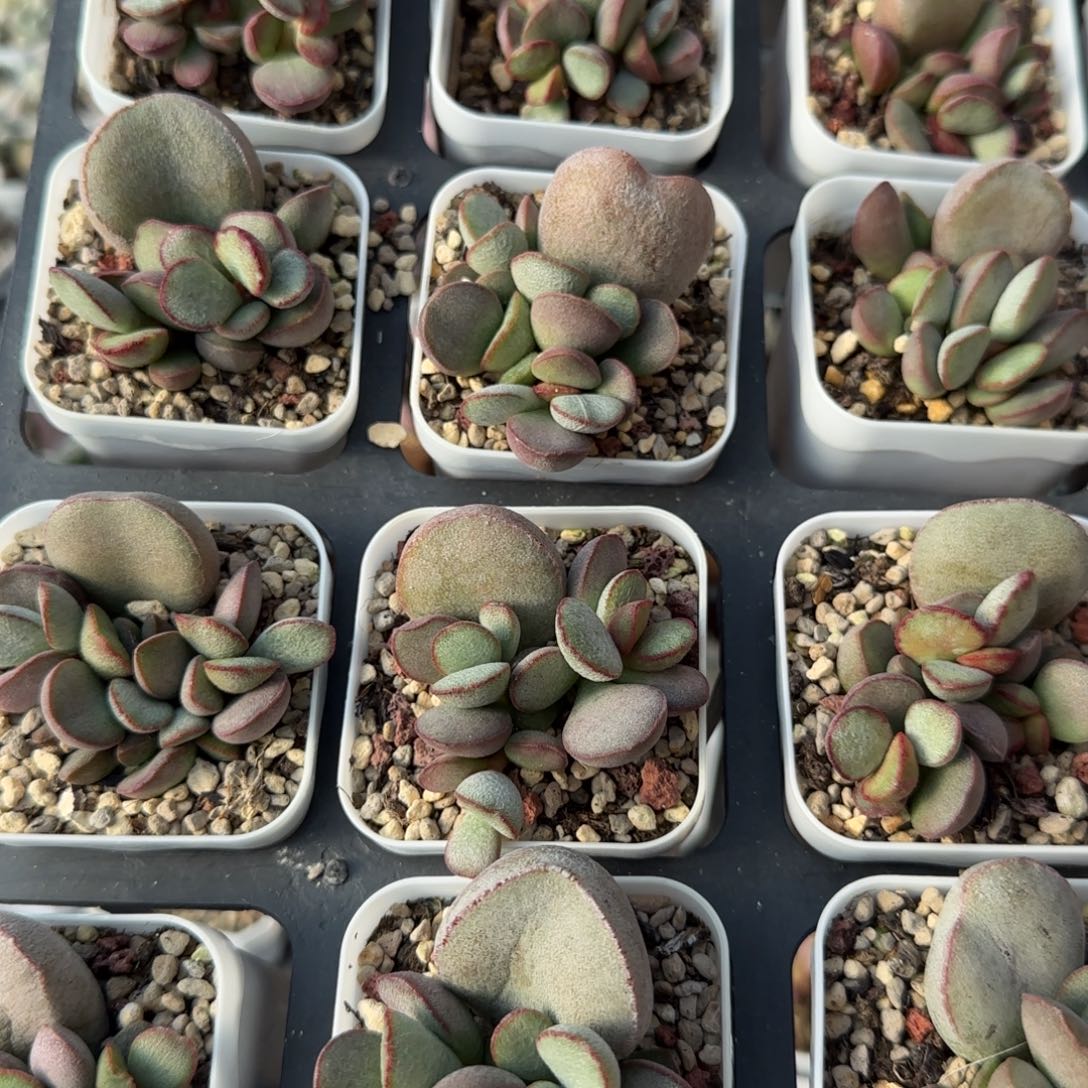 单颗春彩量拍链接