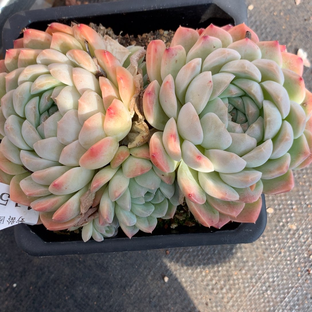 4155杂交多肉植物