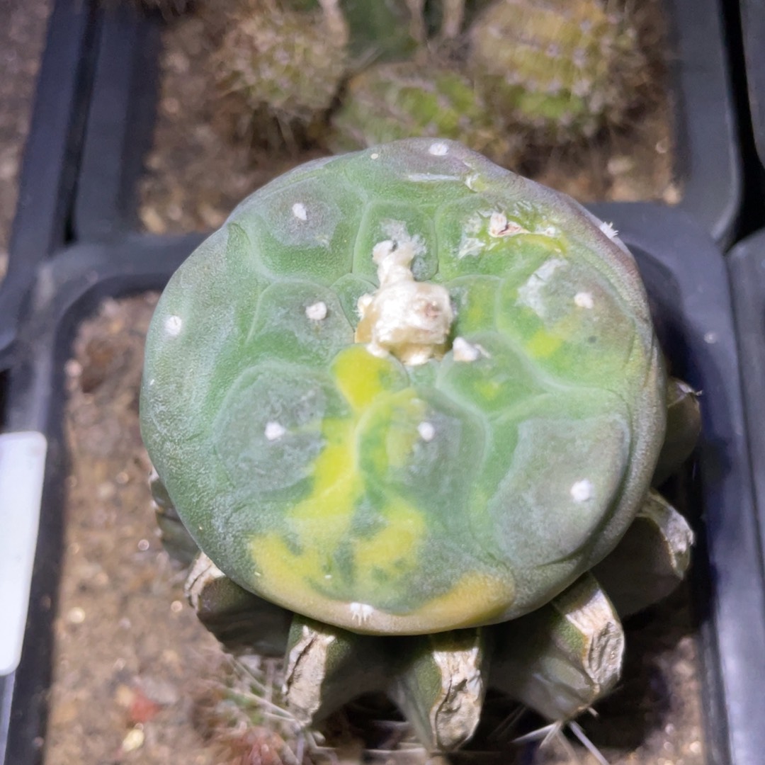 无花朵仙人球开花619 仙人球开花