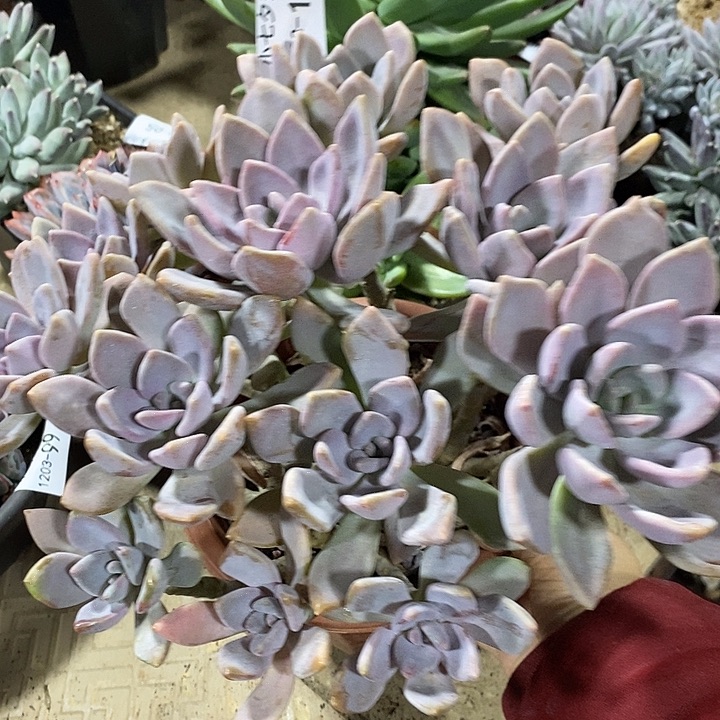 小七夕多肉冬美人