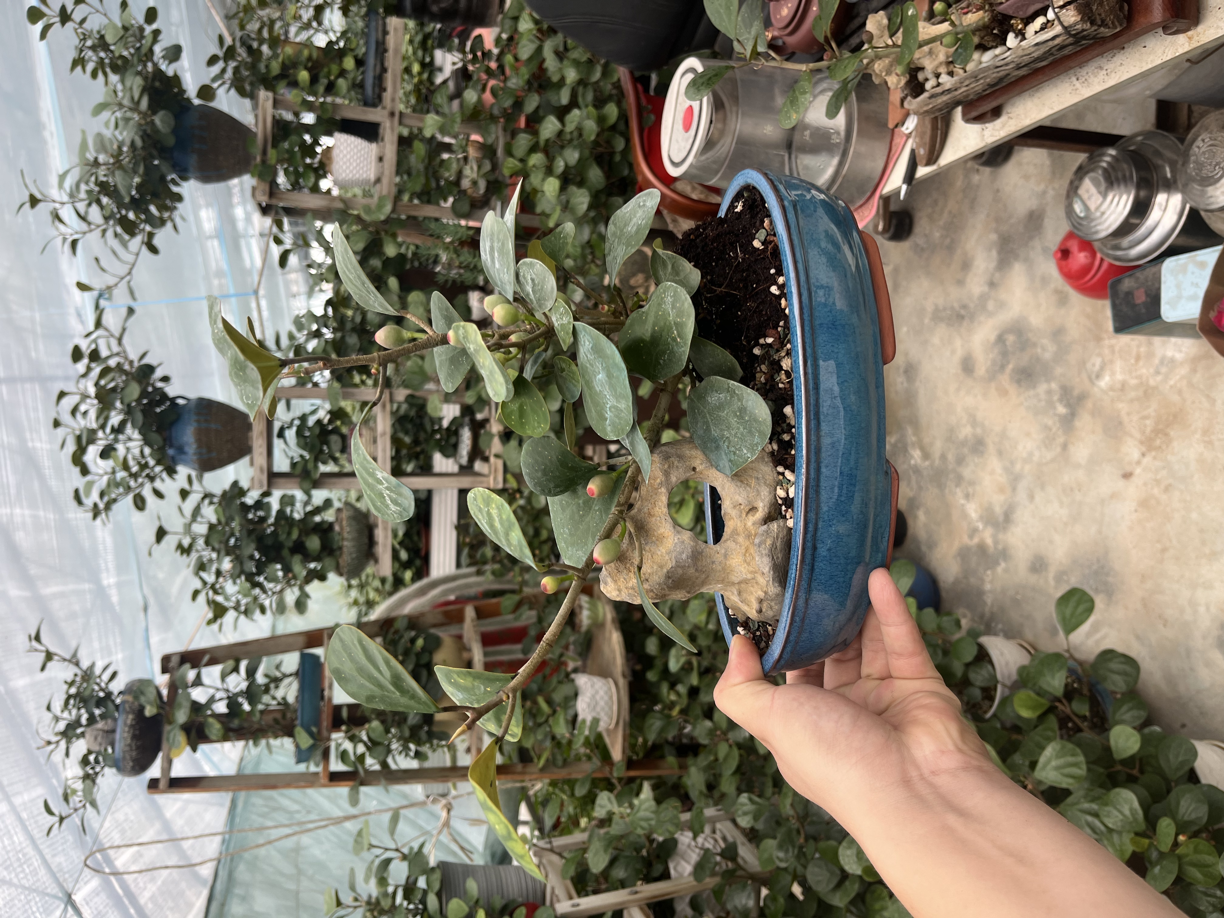 小盼菩提 禅意紫砂盆景 茶桌 桌面 办公桌景观 室内吸阴易养盆景