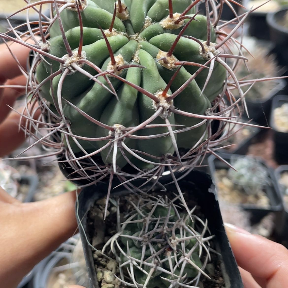 【闪购商品】组合实生6666