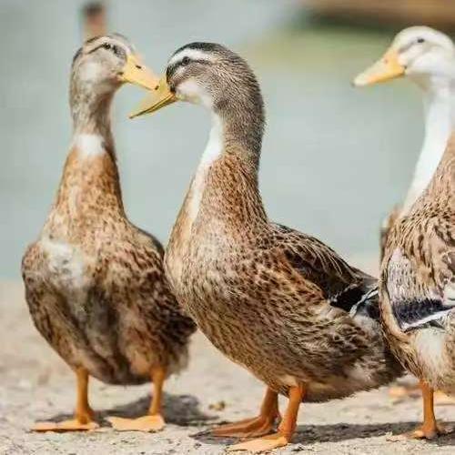 农村可爱放养土鸭新鲜宰杀五谷老母鸡三黄鸡喂养