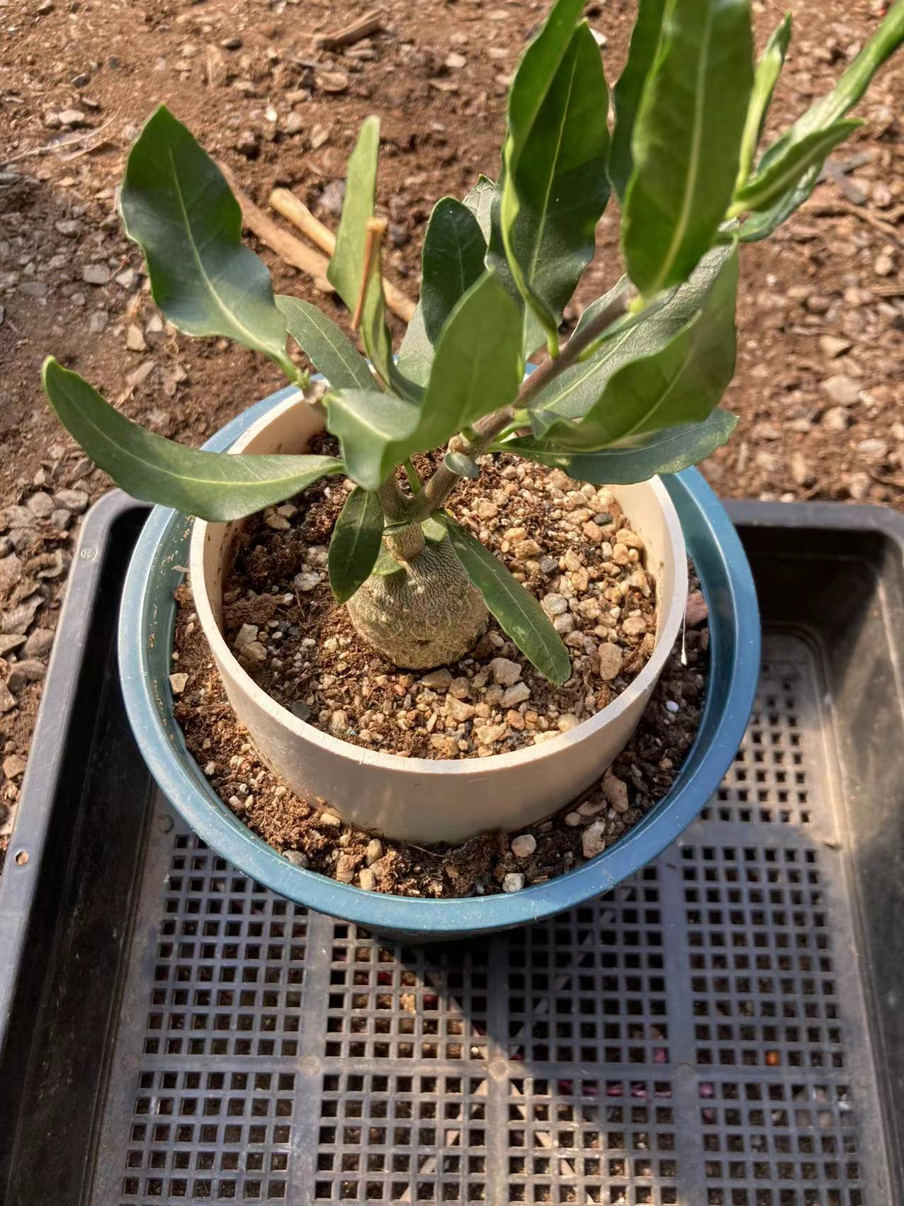 火星人  15公分盆