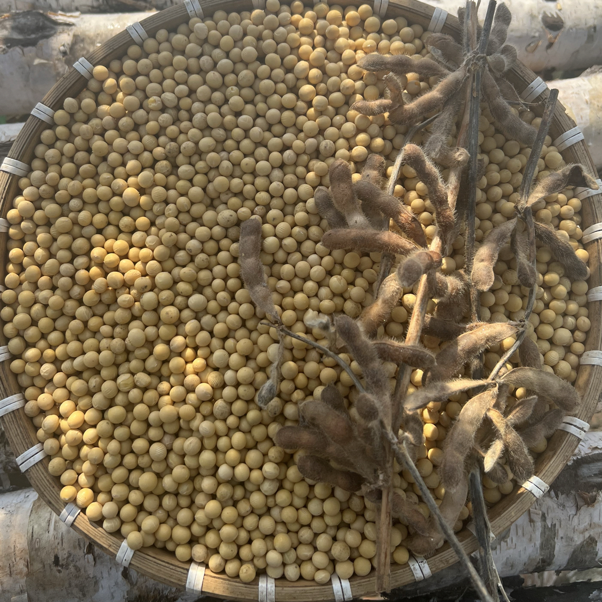 东北老品种黄豆高蛋白打豆浆生豆芽专用1500克起