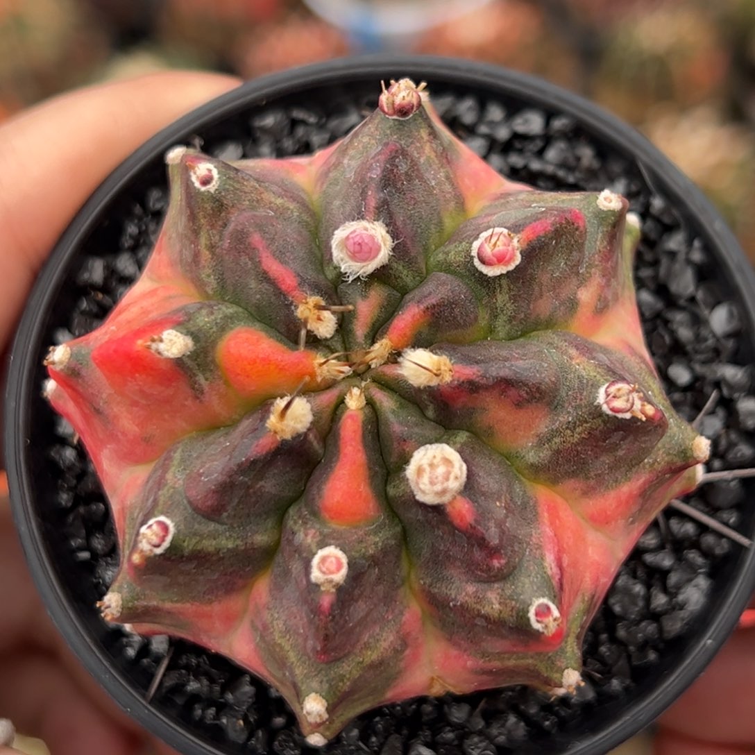 泰系侧芽乌贼米哈锦微瑕