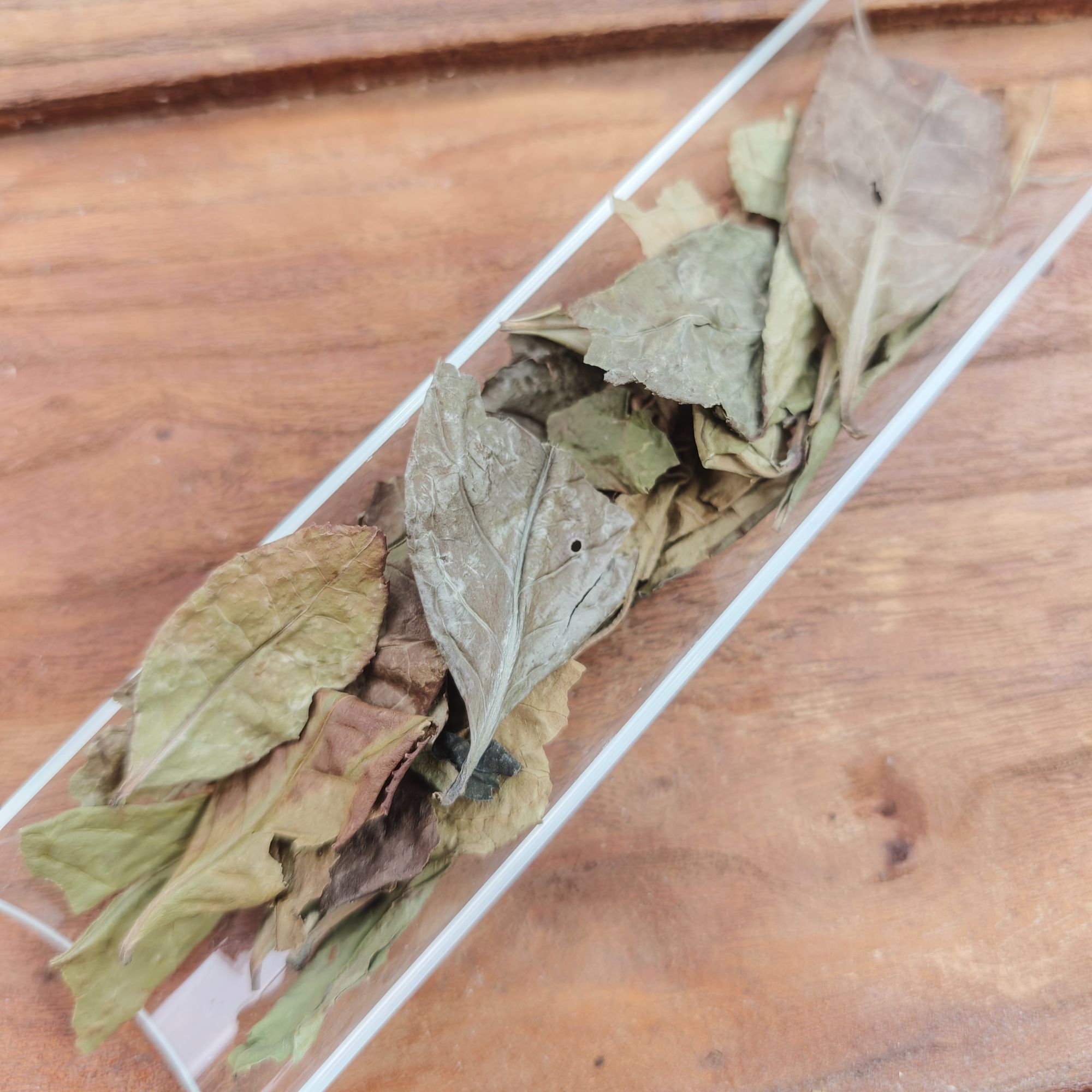 2017年荒野大叶茶