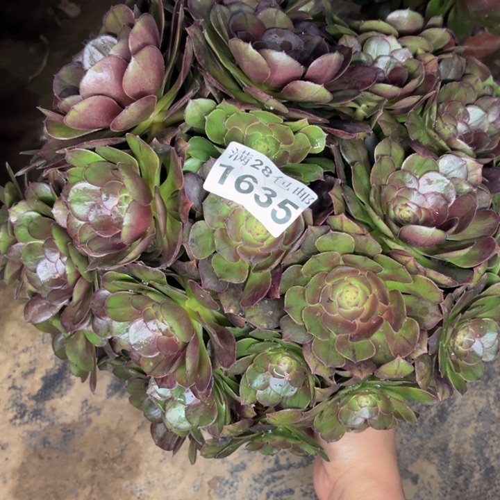 1635南万圣节多肉植物