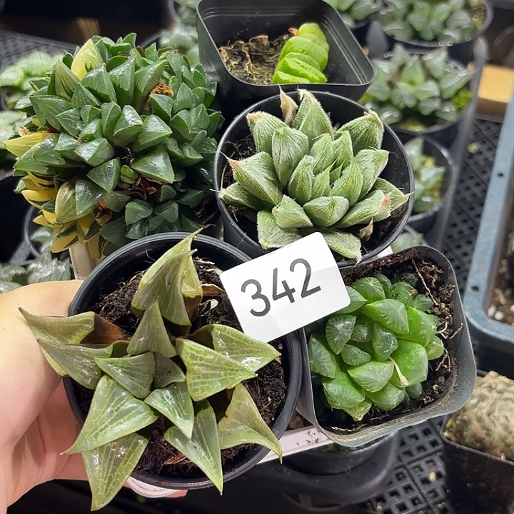 342一筐玉露带盆浮力