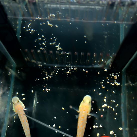 海水鱼钻石哨兵2个7+/8+/运40/5-48-166