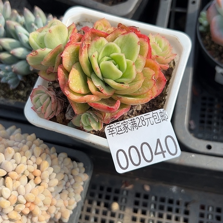 幸运儿是一位非常优秀