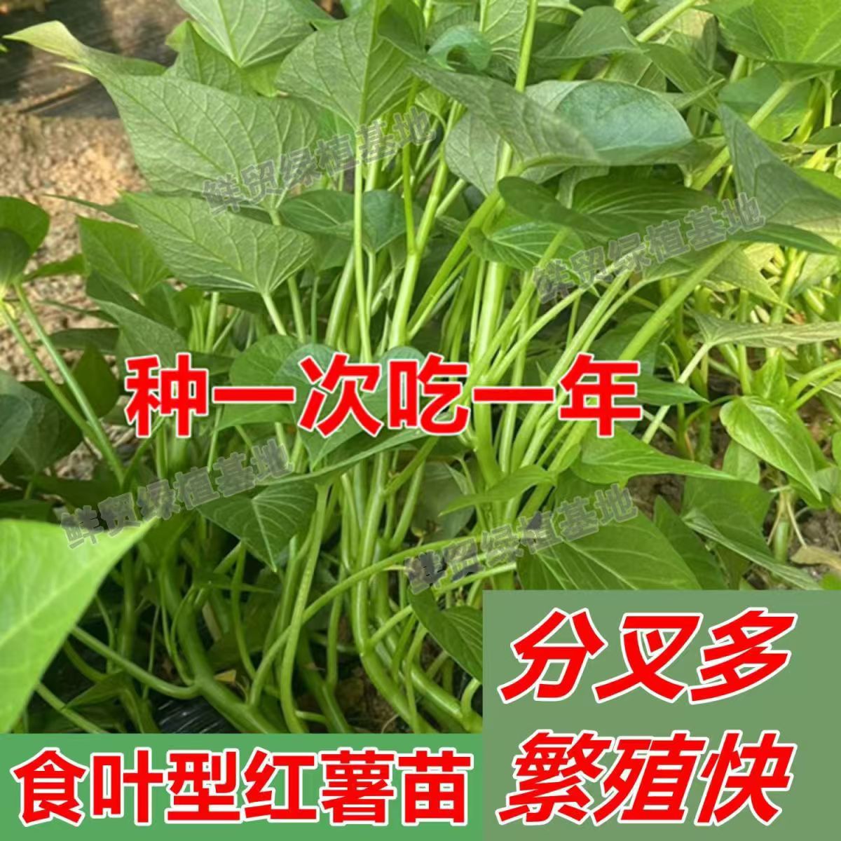 食叶型品种地瓜叶 新鲜现拔 农家蔬菜红薯叶红苕嫩尖可食用正品