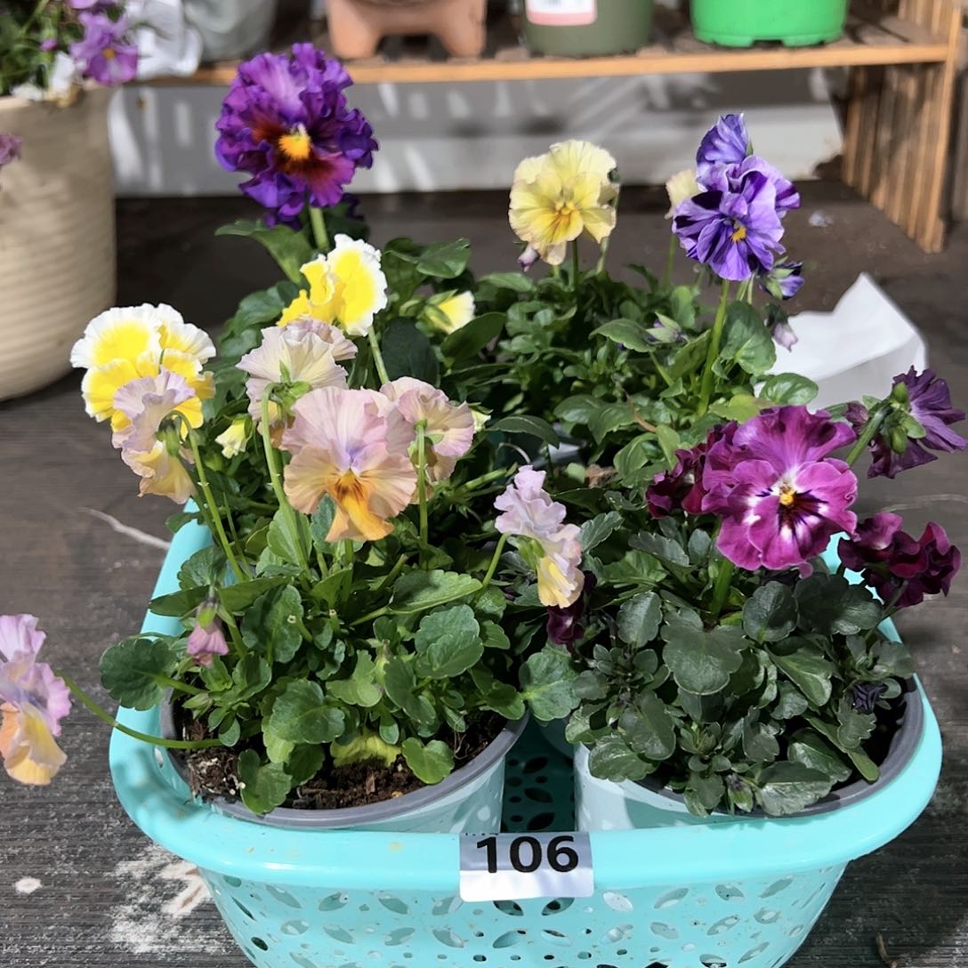 【闪购商品】106号