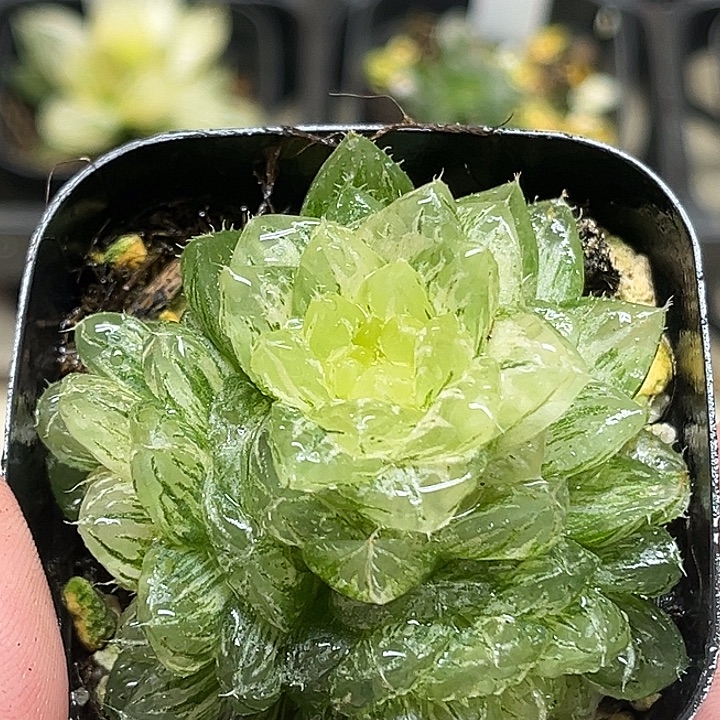 147三头翠云玉露锦