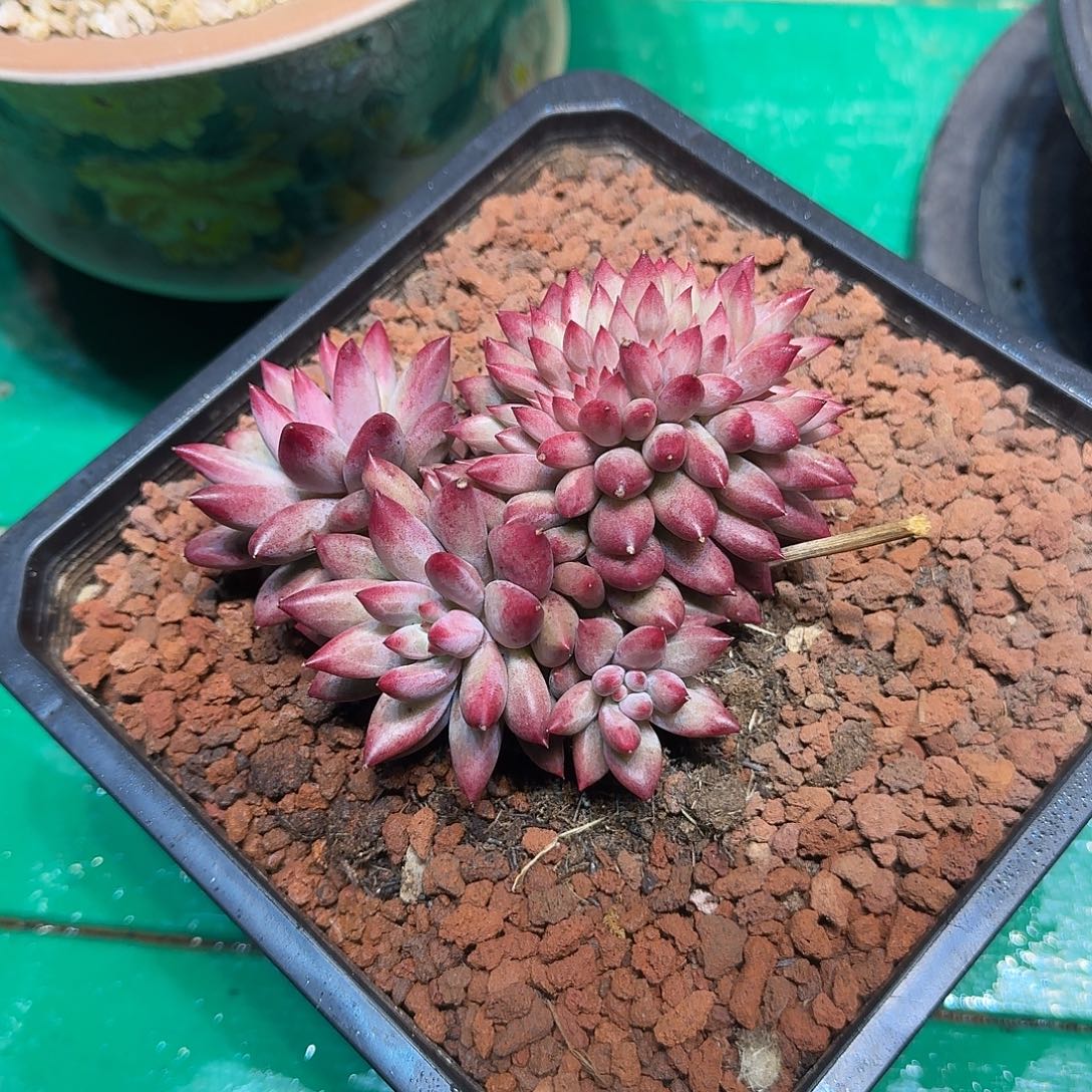 风***说多肉植物多肉植物