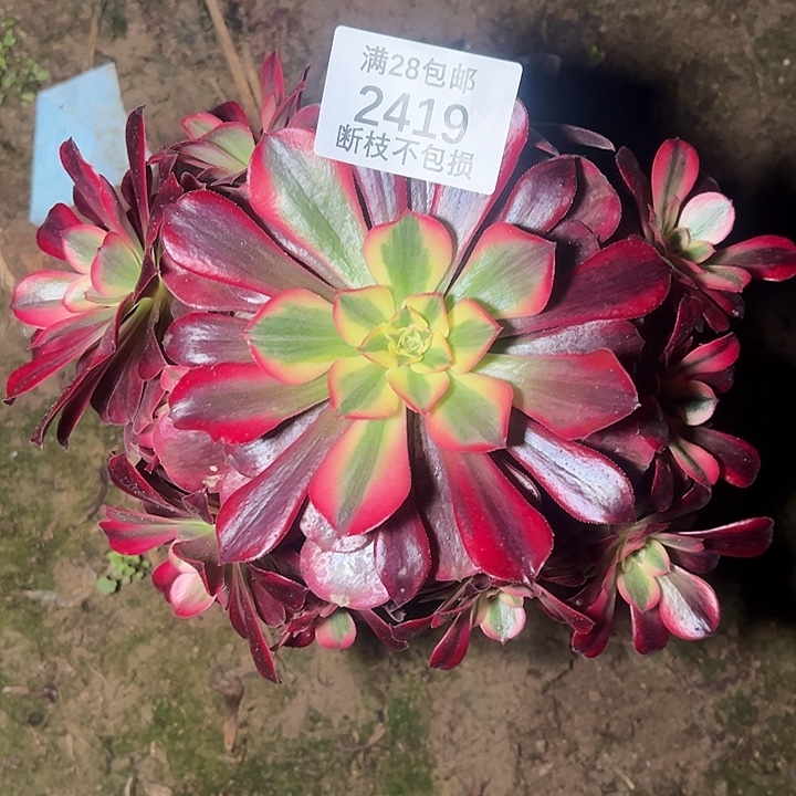 2419美杜莎多肉植物