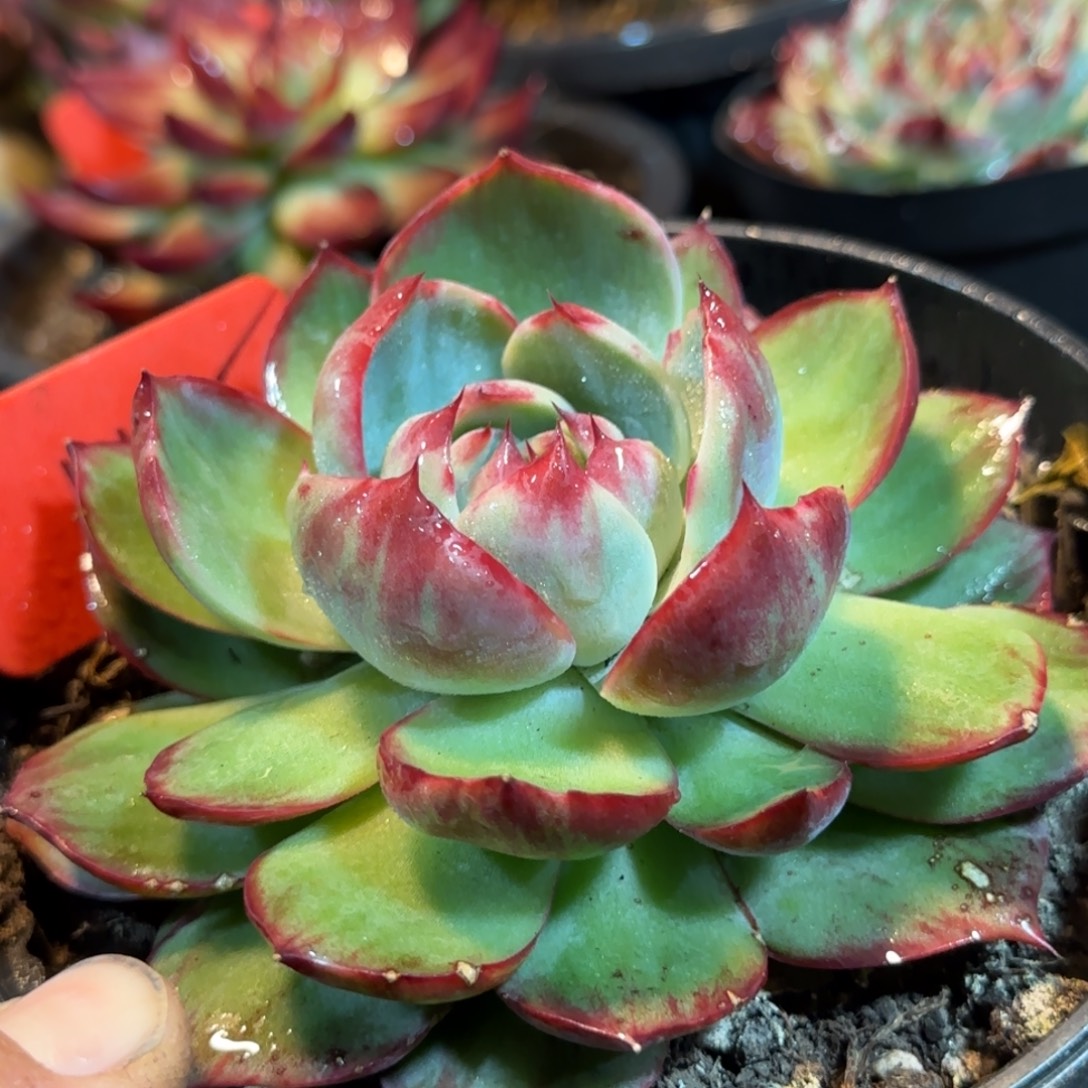 惊鸿一物一拍包装收缩花旱155