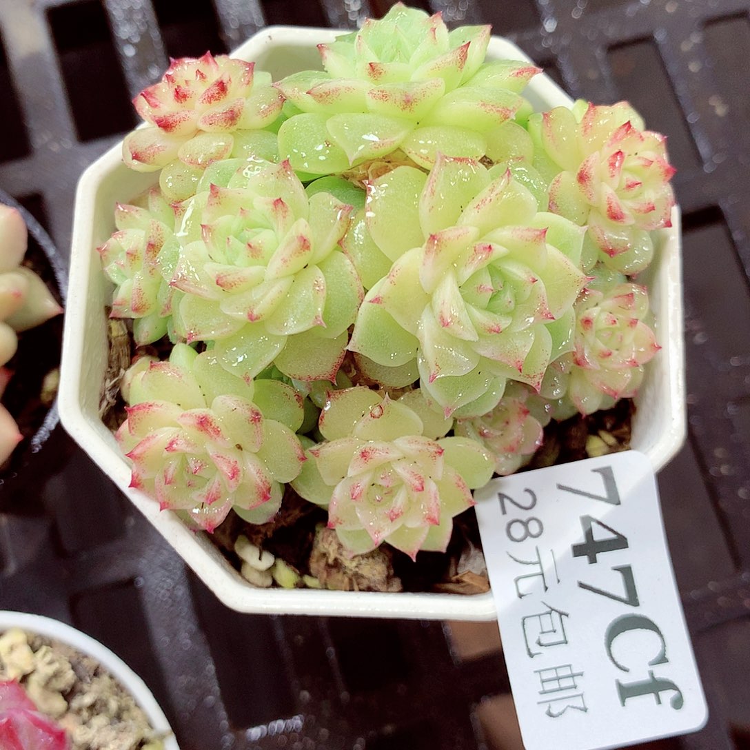 5厘米盆精控多肉747