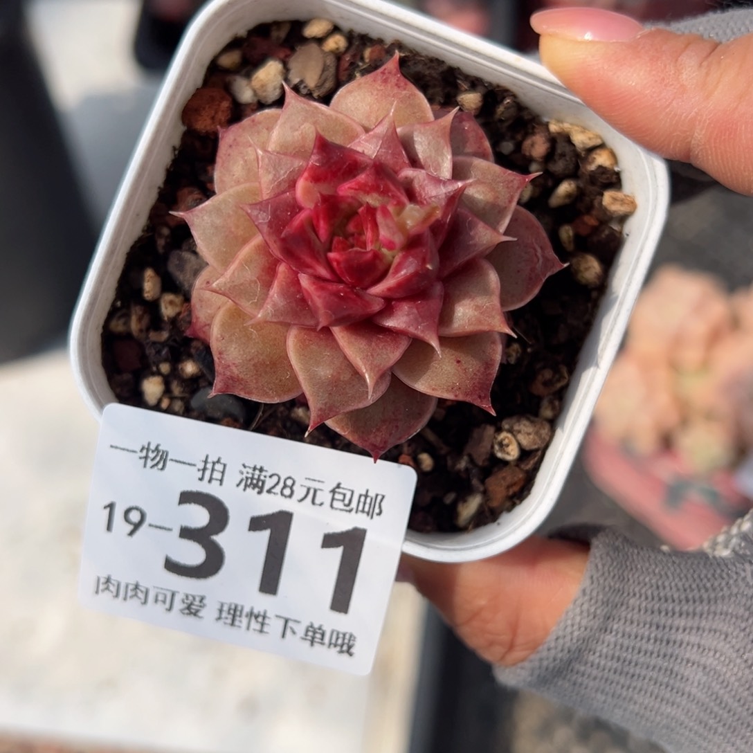 糖心皮皮虾多肉多肉多肉多肉