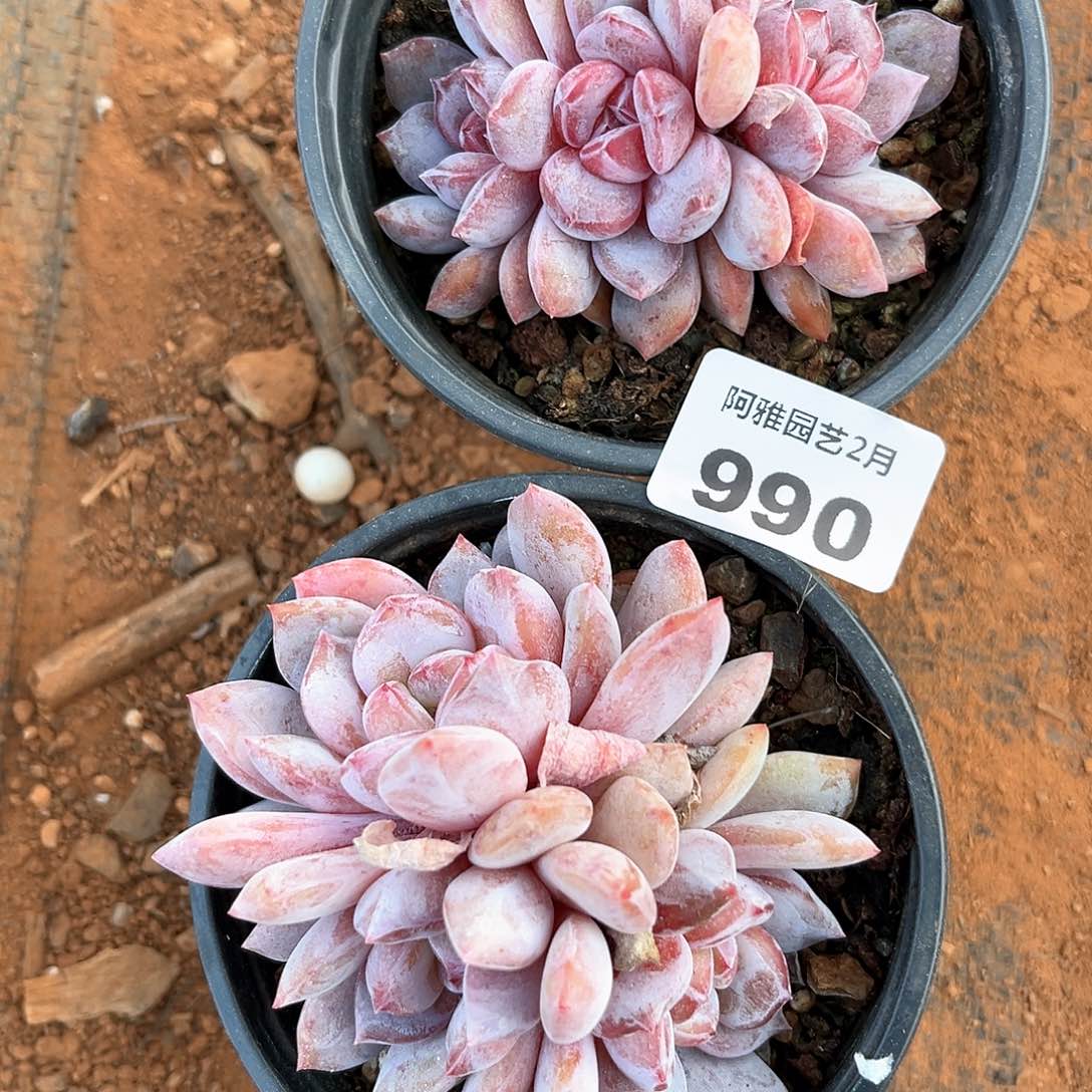 阿雅园艺。   990