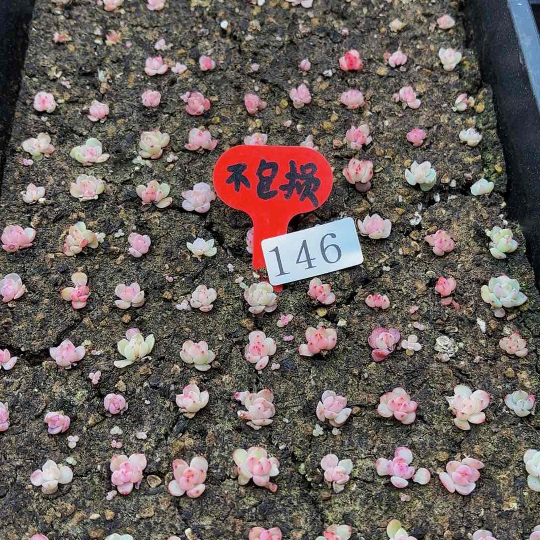 多肉植物多肉植物146