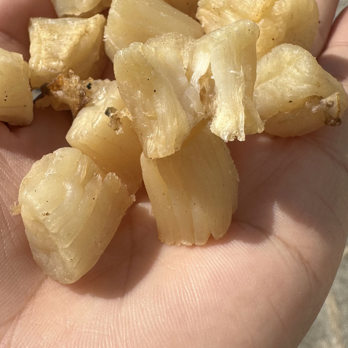 青岛海边小零食鲜甜扇贝柱海鲜干货