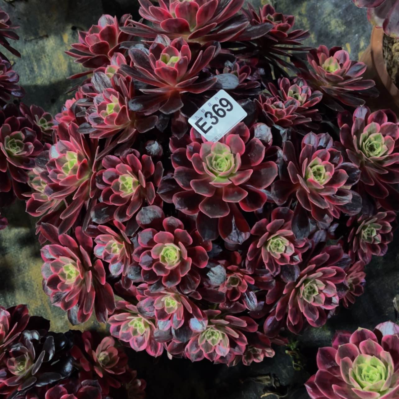 【闪购商品】36900