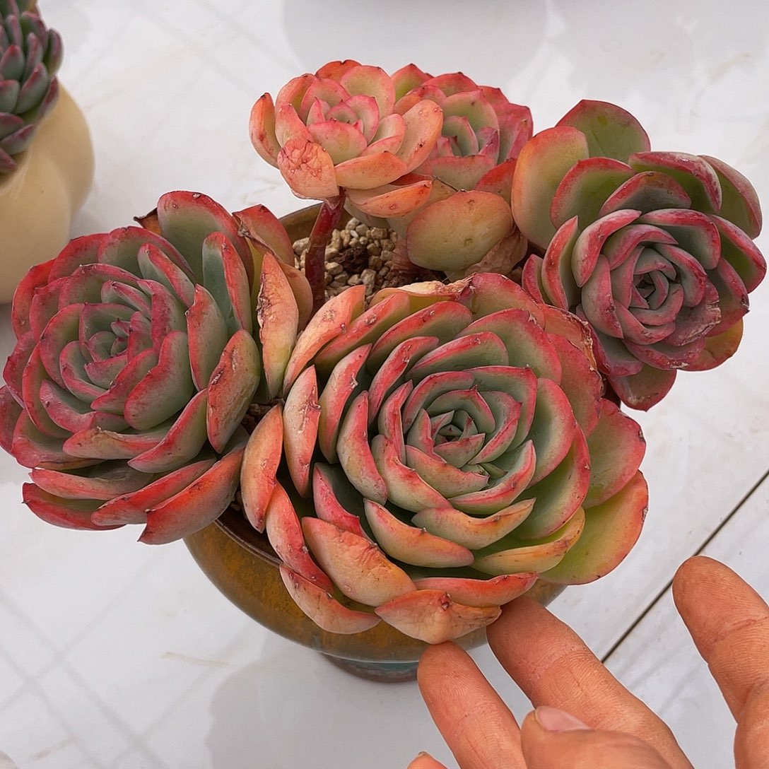 晨露有砍多肉多肉多肉