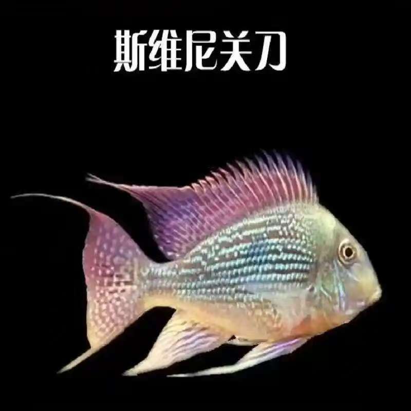 斯维尼关刀 13-14公分