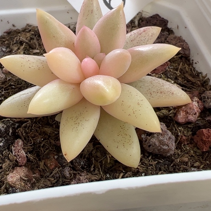 红蜻蜓锦多肉植物626